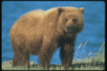 Фотография бурого медведя