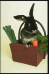 Фотография кролика